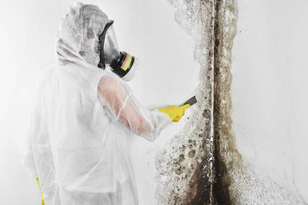 Best Emergency Mold Remediation in Aubrey, TX