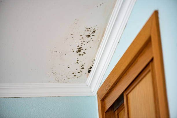 Best Insurance-Related Mold Remediation in Aubrey, TX
