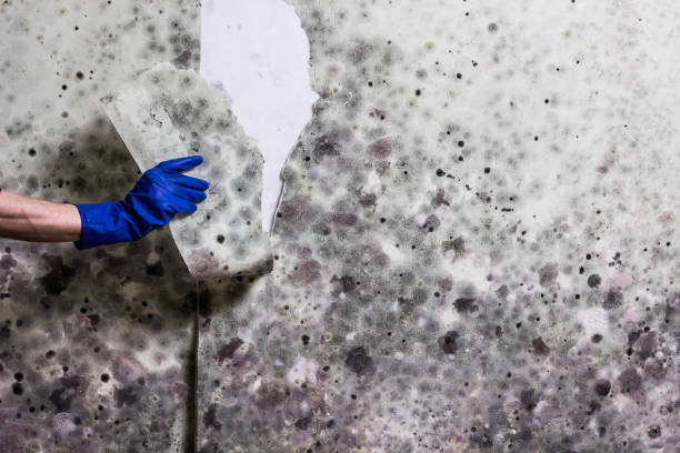 Professional Mold Remediation in Aubrey, TX