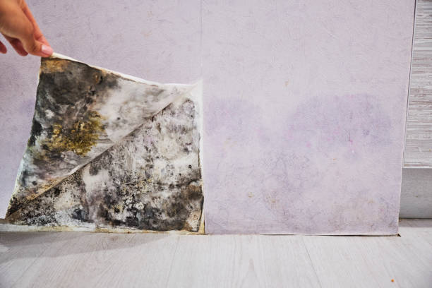 Best Industrial Mold Remediation in Aubrey, TX